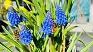 Schöne Frühblüher 