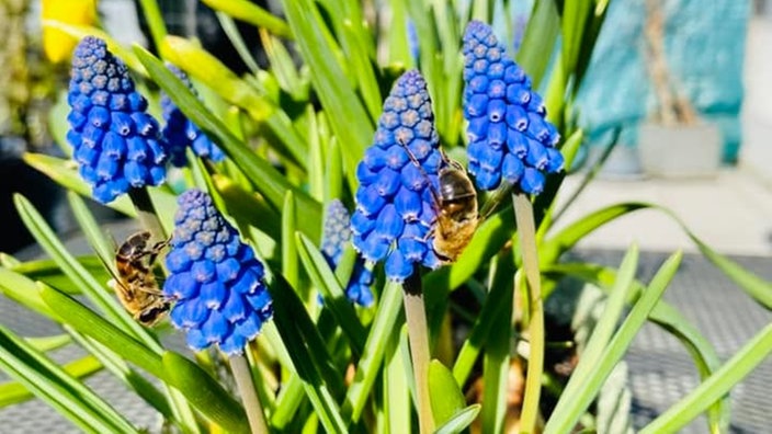 Schöne Frühblüher 