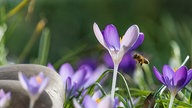 Schöne Frühblüher 