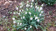 Schöne Frühblüher 