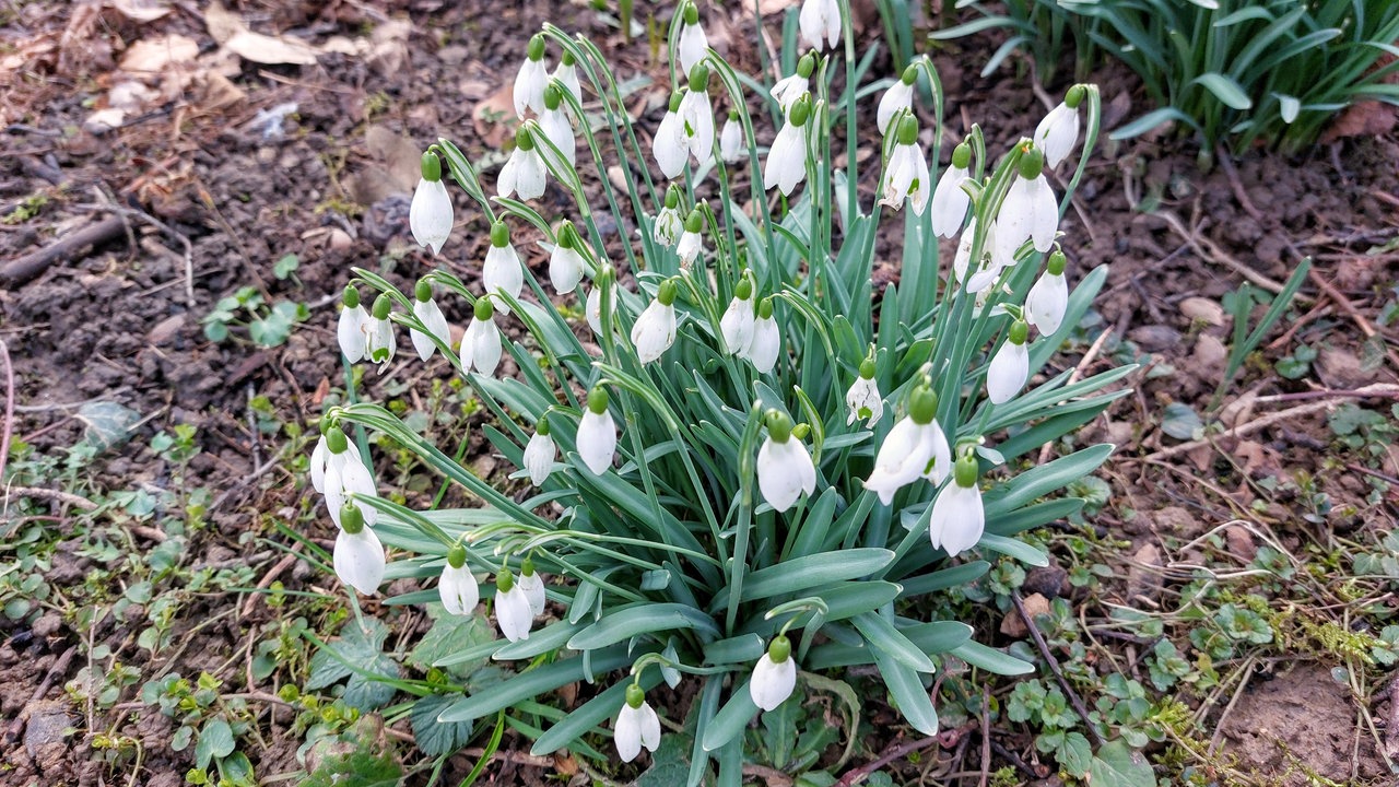 Schöne Frühblüher 