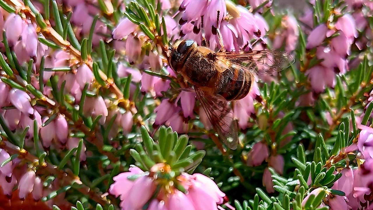 Schöne Frühblüher
