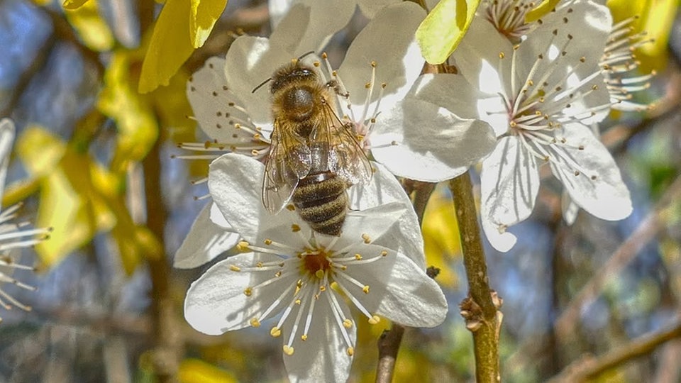 Schöne Frühblüher 
