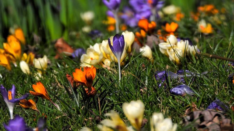 Schöne Frühblüher 