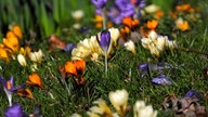 Schöne Frühblüher 