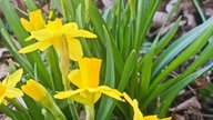 Schöne Frühblüher 