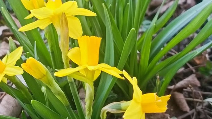 Schöne Frühblüher 
