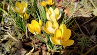 Schöne Frühblüher 