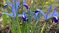 Schöne Frühblüher 