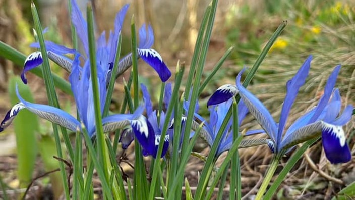 Schöne Frühblüher 