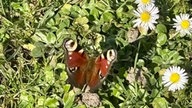 Schöne Frühblüher 