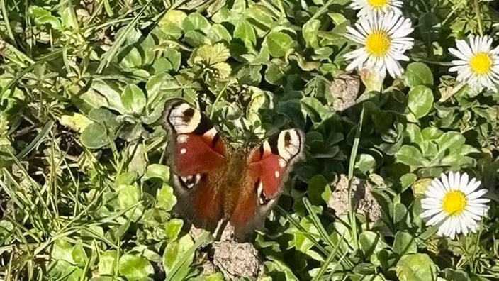 Schöne Frühblüher 