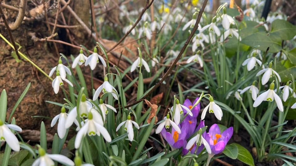 Schöne Frühblüher 