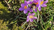 Schöne Frühblüher 