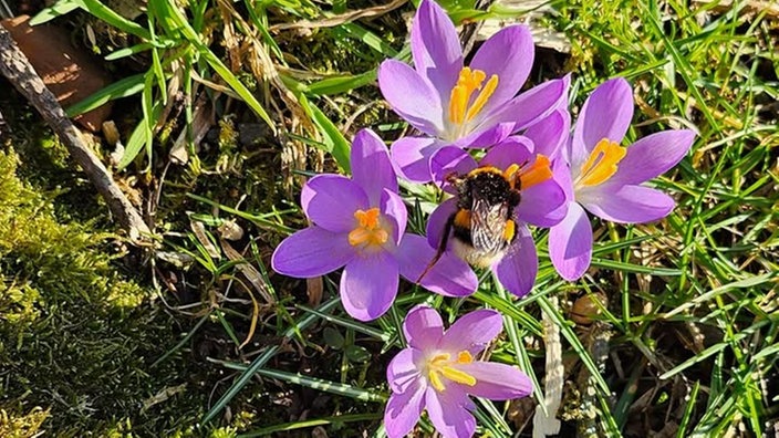 Schöne Frühblüher 