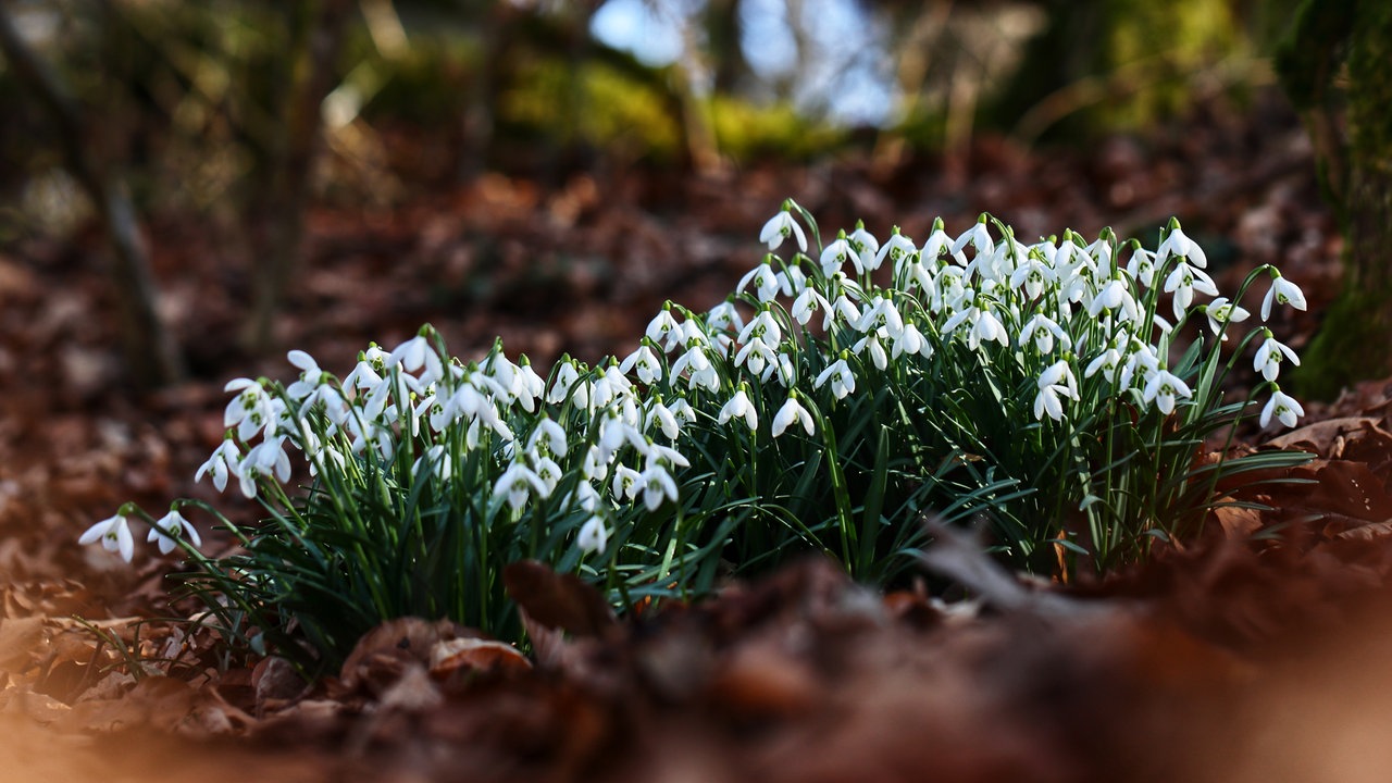 Schöne Frühblüher 