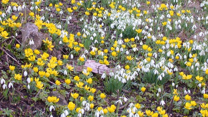 Frühlingsboten