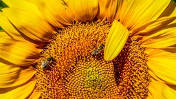 Sonnenblume mit zwei Bienen