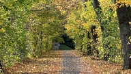 Herbstallee