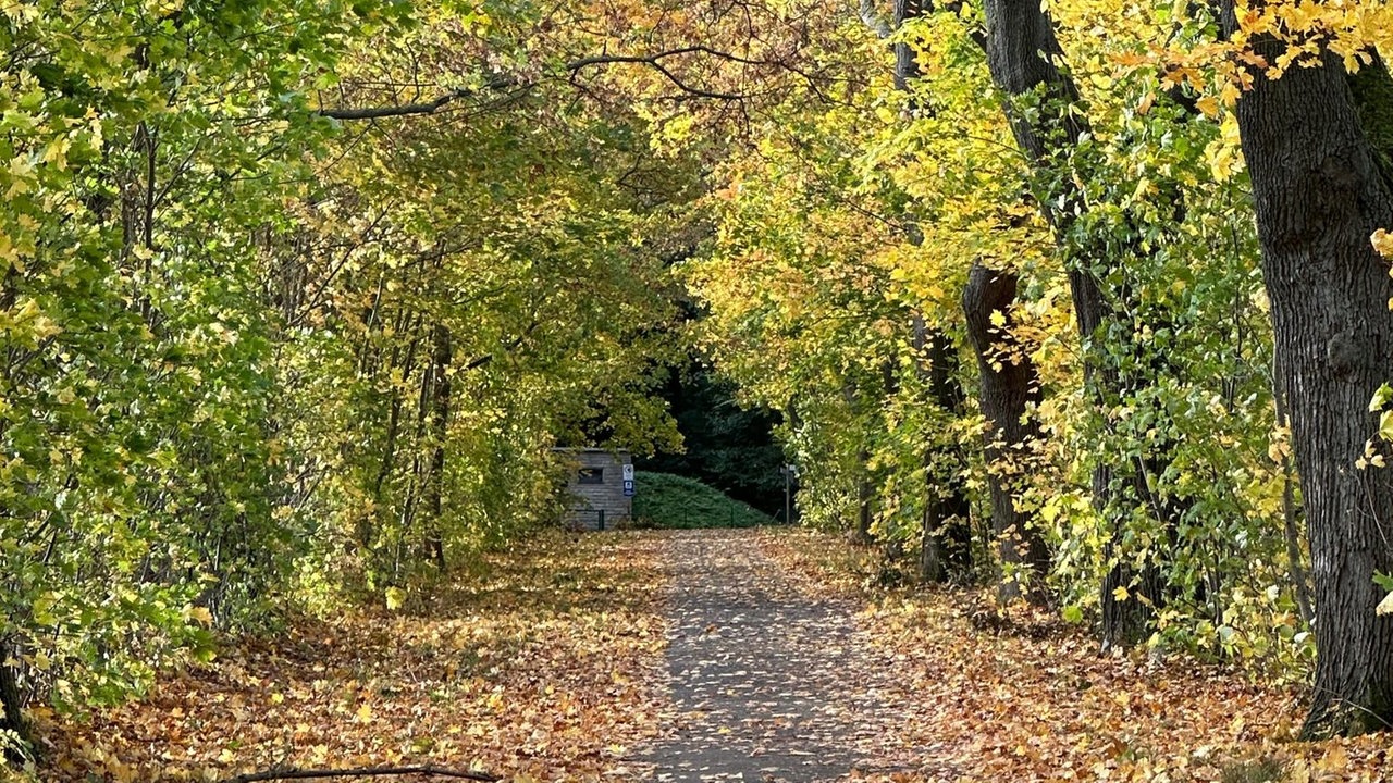 Herbstallee