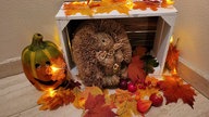 Herbstdeko