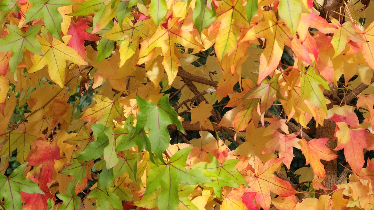 Ihr schönstes Herbstlaub
