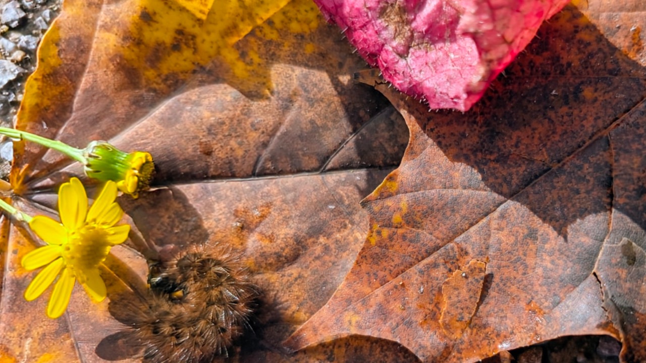 Ihr schönstes Herbstlaub