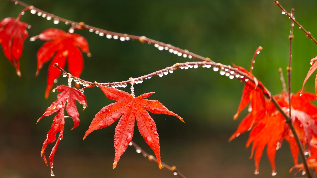 Ihr schönstes Herbstlaub
