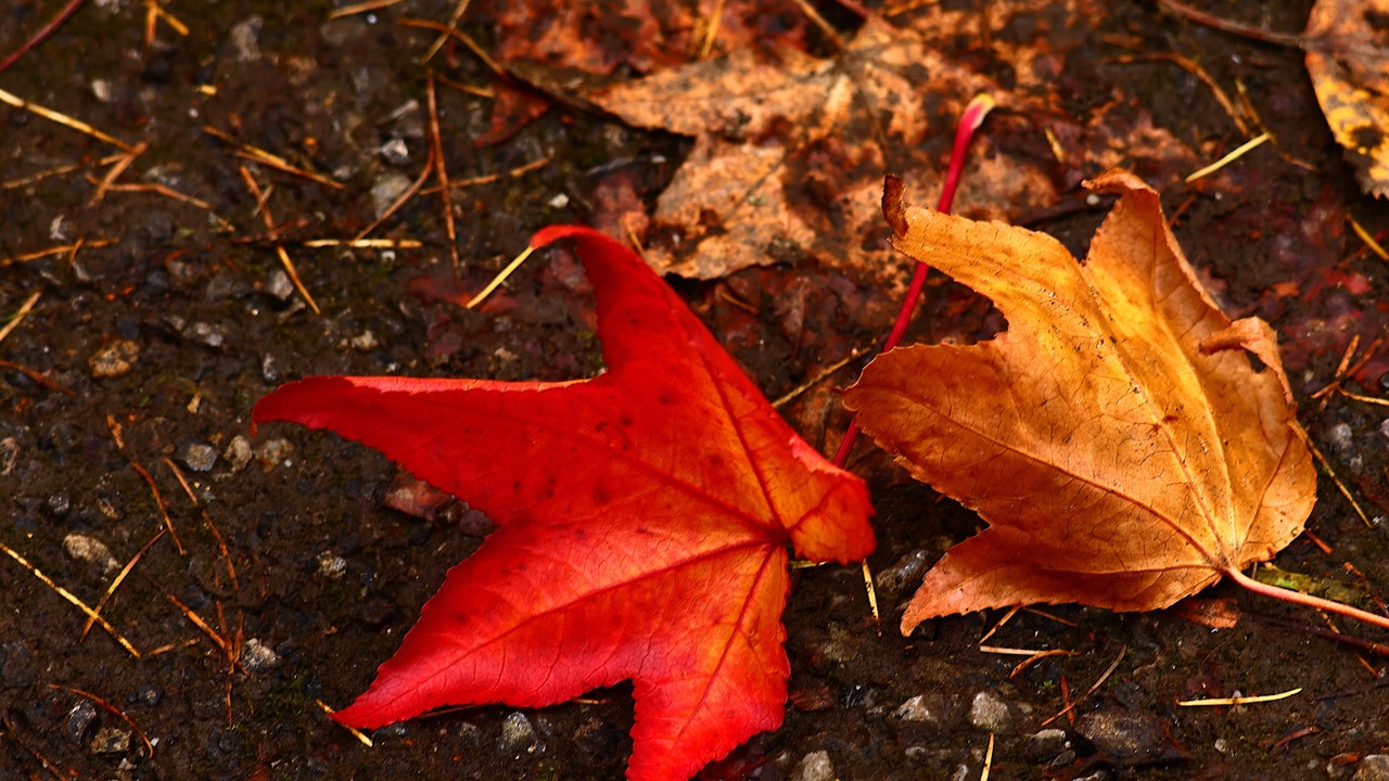 Ihr schönstes Herbstlaub