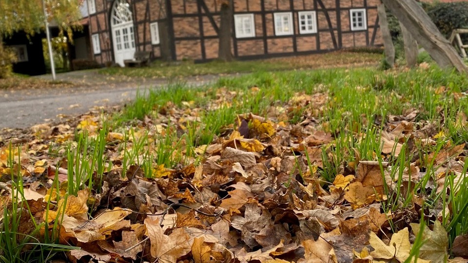 Ihr schönstes Herbstlaub