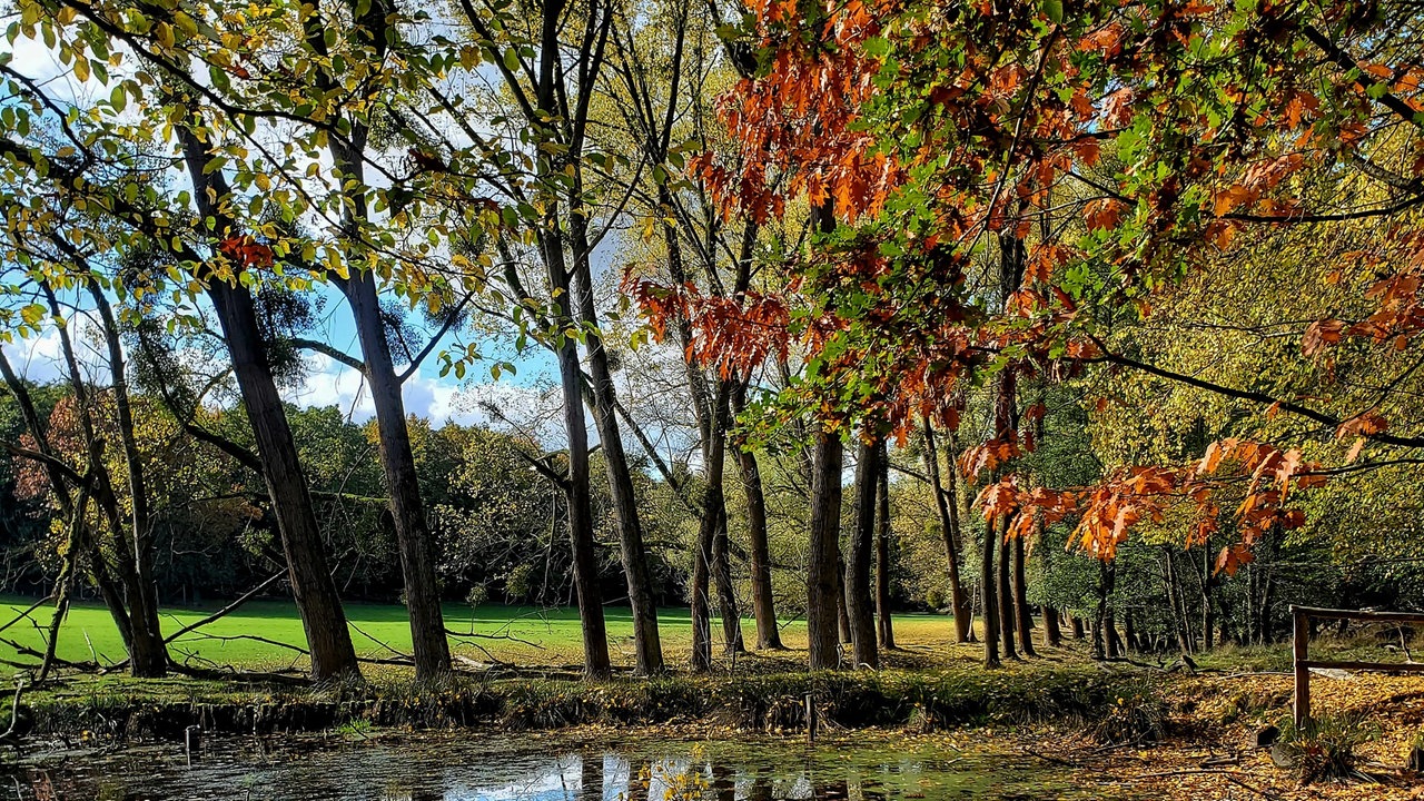 Ihr schönstes Herbstlaub