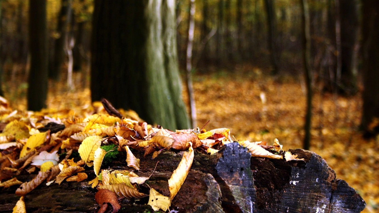 Ihr schönstes Herbstlaub