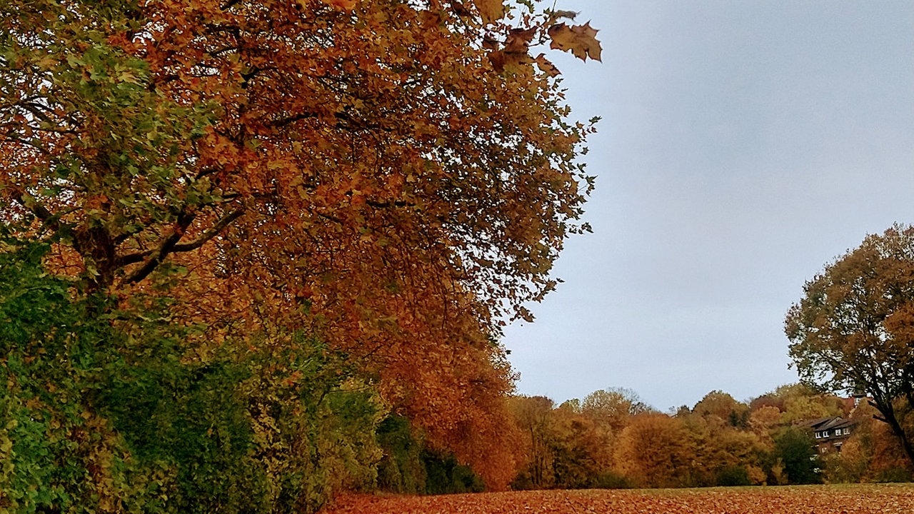 Ihr schönstes Herbstlaub