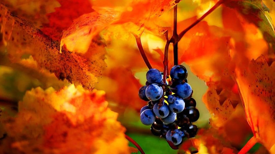 Herbstlaub 