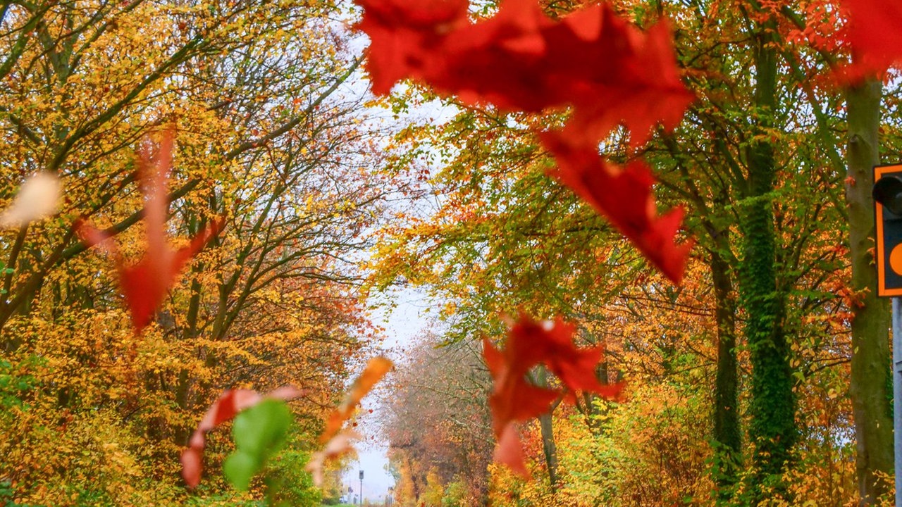 Herbstlaub 