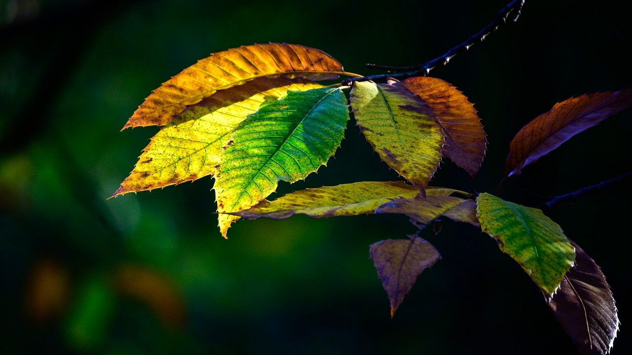 Herbstlaub 