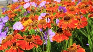 Ihre schönsten Sommerblumen