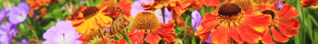 Ihre schönsten Sommerblumen