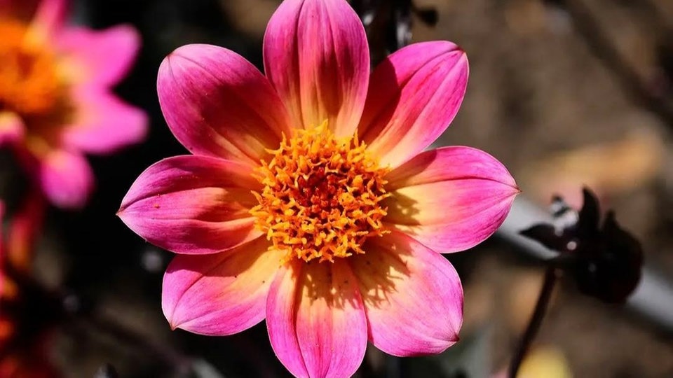 Ihre schönsten Sommerblumen