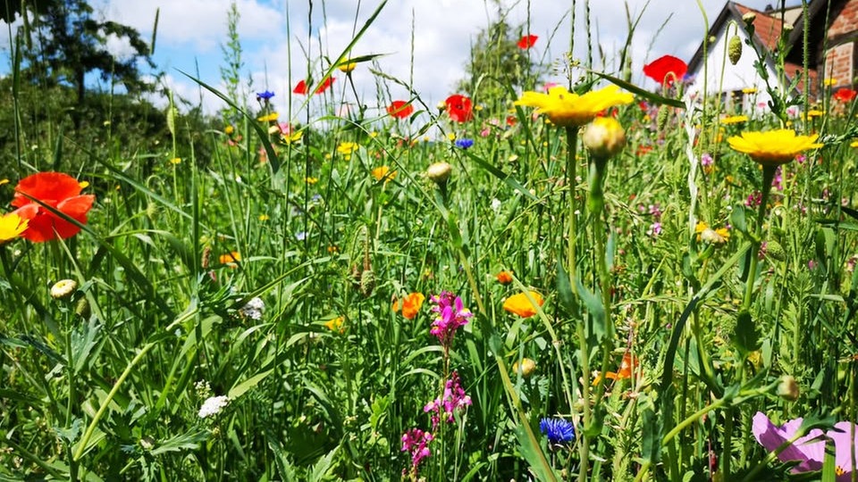 Ihre schönsten Sommerblumen