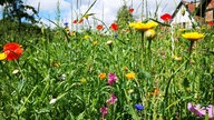 Ihre schönsten Sommerblumen