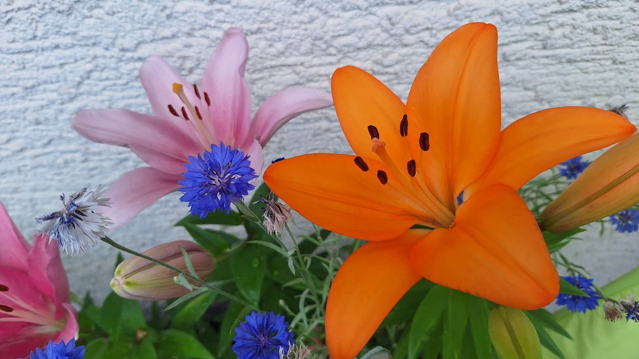 Ihre schönsten Sommerblumen