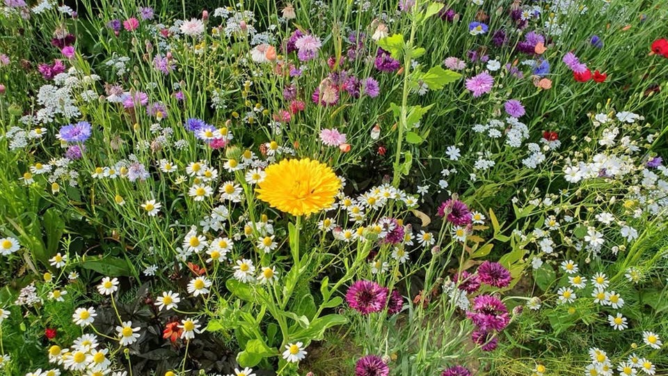 Ihre schönsten Sommerblumen