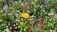 Ihre schönsten Sommerblumen