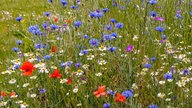 Ihre schönsten Sommerblumen
