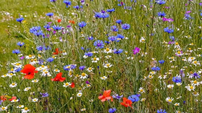 Ihre schönsten Sommerblumen