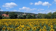 Ihre schönsten Sommerblumen