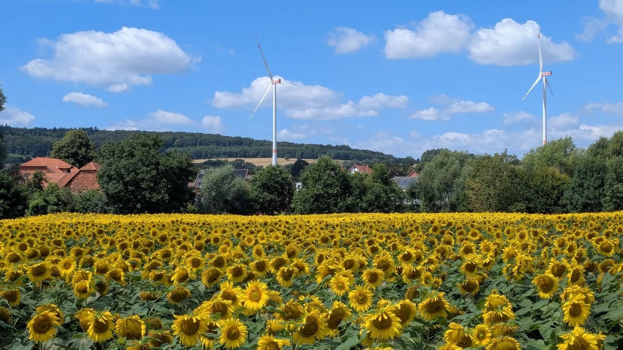 Ihre schönsten Sommerblumen