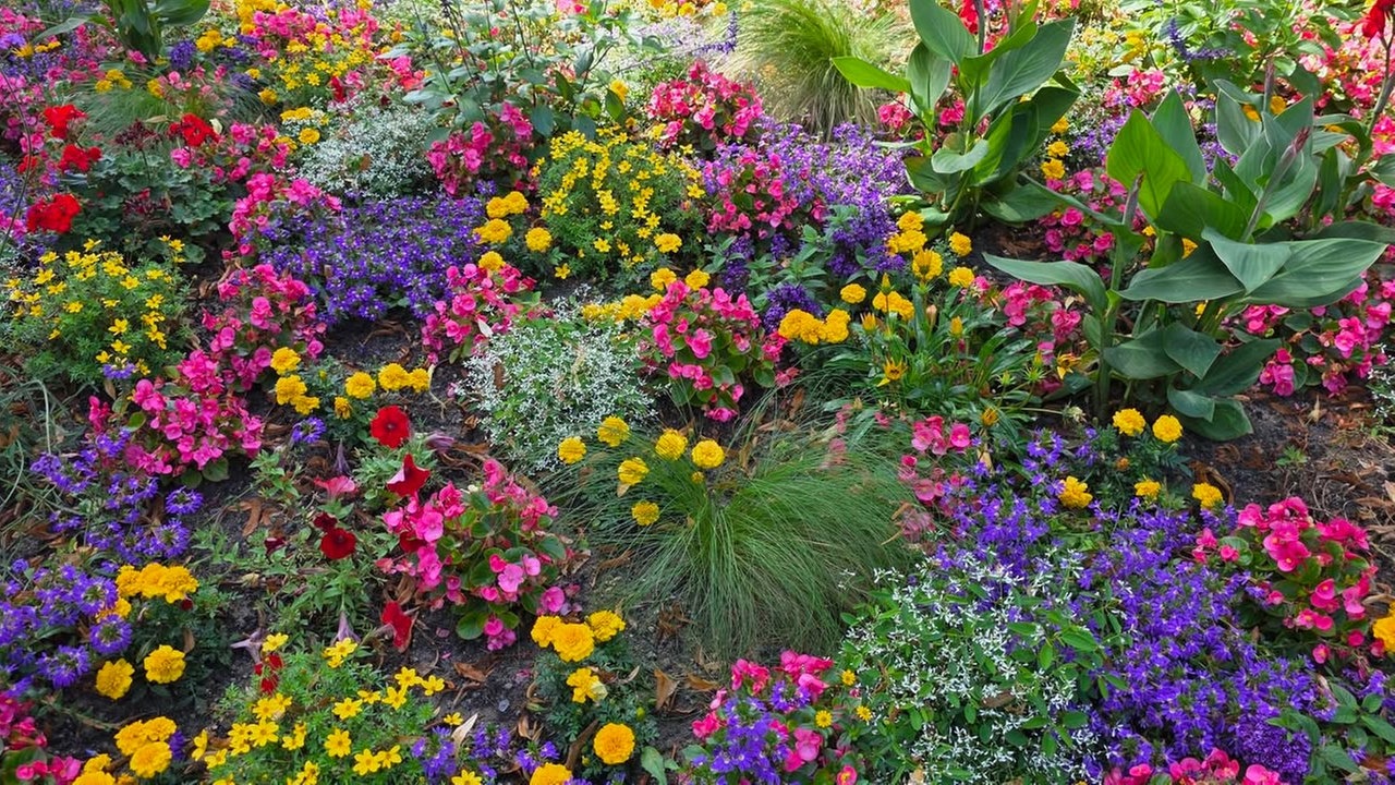 Ihre schönsten Sommerblumen