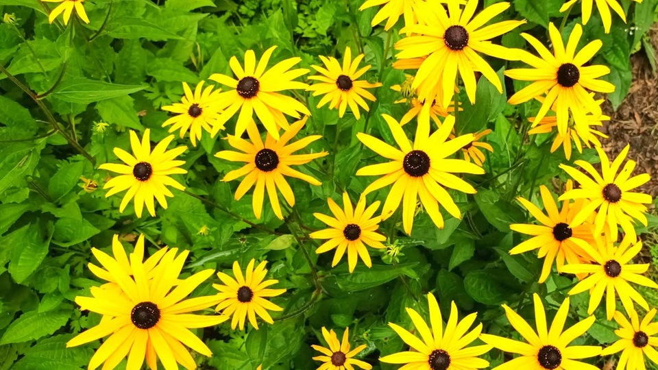 Ihre schönsten Sommerblumen